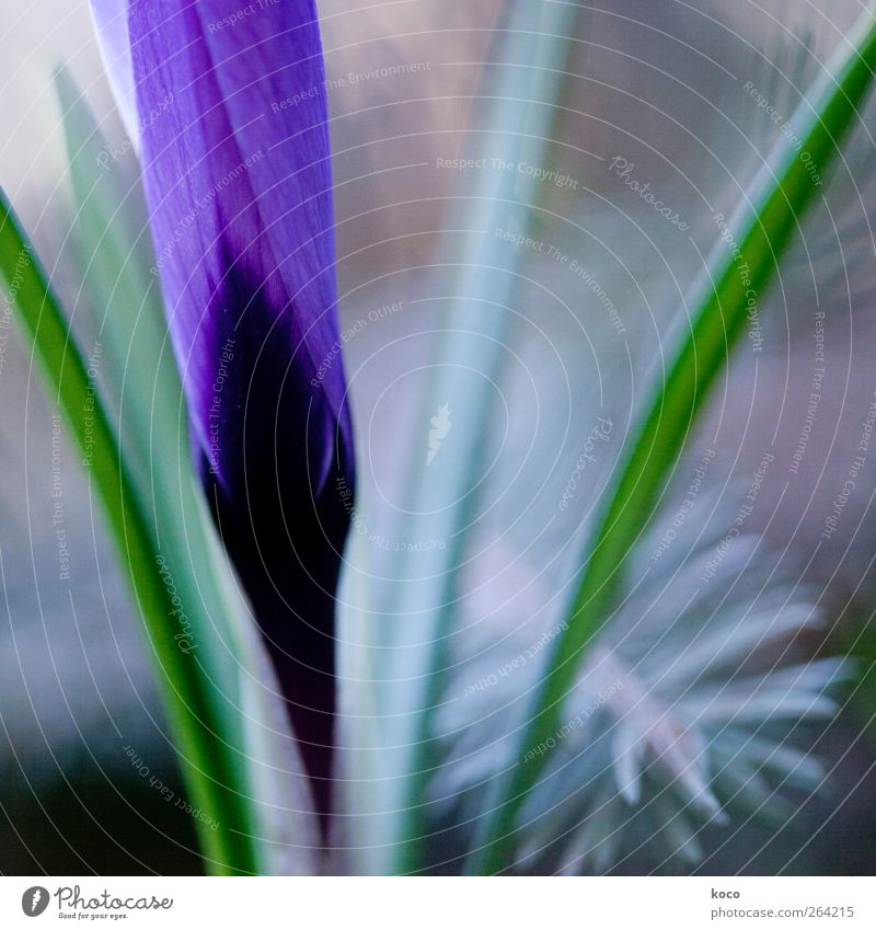 Die Blumen des Frühlings ... Umwelt Natur Pflanze Blüte Linie Blühend Wachstum ästhetisch elegant frisch schön einzigartig grau grün violett schwarz