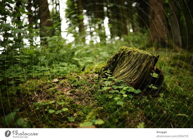 Märchenwald Umwelt Natur Pflanze Sonnenlicht Sommer Schönes Wetter Baum Sträucher Moos Wildpflanze Wald Wachstum alt grün schwarz Baumstamm Baumstumpf Farbfoto