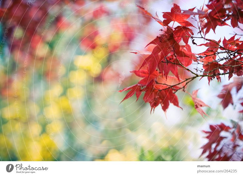 Ahorn rot-gelb Natur Frühling Baum Blatt Zweige u. Äste Ahornzweig Frühlingsgefühle Farbfoto Außenaufnahme Menschenleer Textfreiraum links Textfreiraum unten