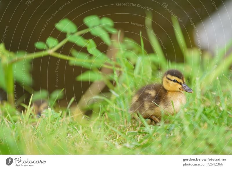 satt und zufrieden Natur Pflanze Tier Frühling Schönes Wetter Gras Blatt Grünpflanze Wildpflanze Wiese Menschenleer Wildtier Gänsekücken 1 Tierjunges beobachten