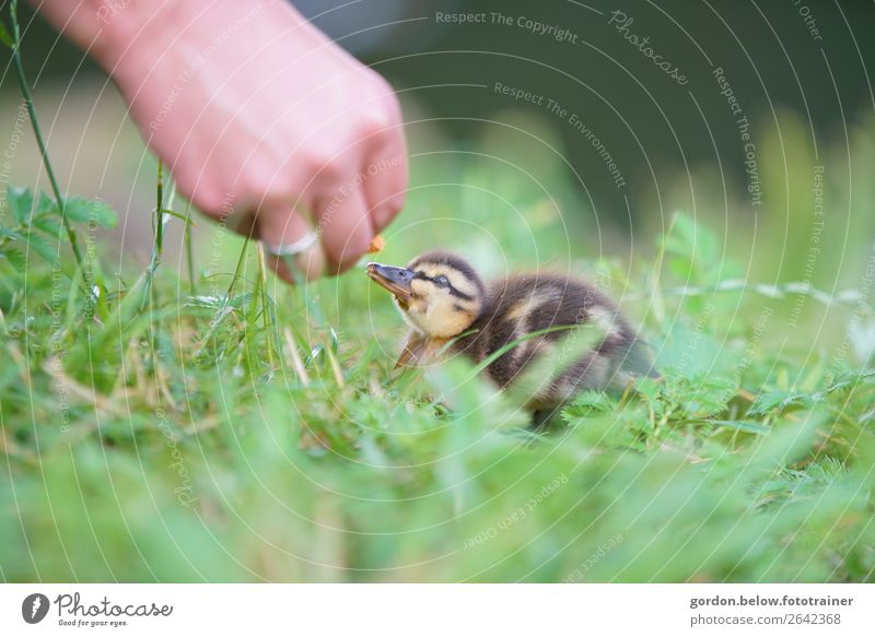 Tierliebe Hand 1 Mensch Natur Pflanze Gras Wiese Wildtier Gänsekücken Tierjunges beobachten füttern Kommunizieren Glück klein Neugier blau braun gelb grau grün