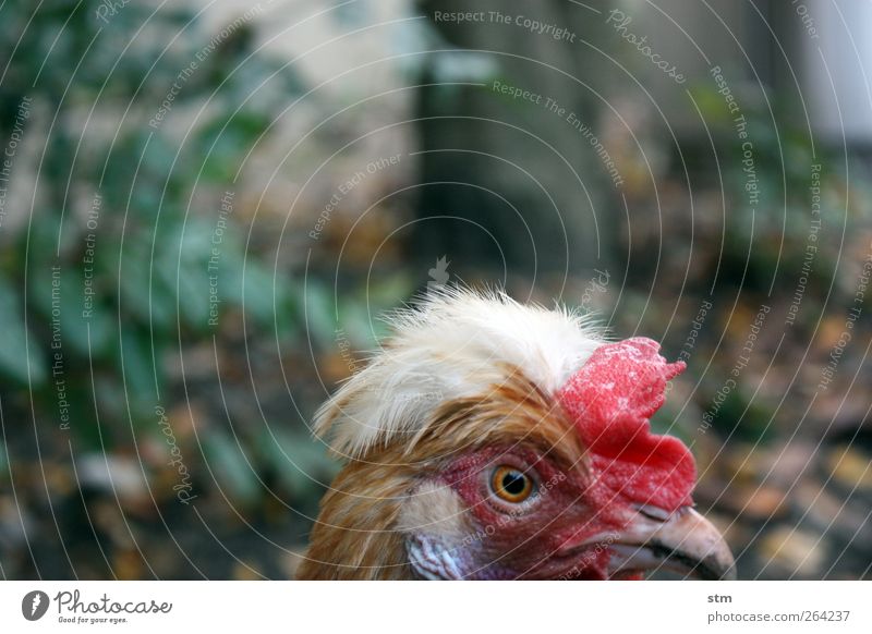 gerlinde Tier Nutztier Vogel Tiergesicht Feder Federvieh Kamm Schnabel Hahn Haushuhn Hühnervögel 1 beobachten alt verrückt Stolz eitel Verbitterung Bieder