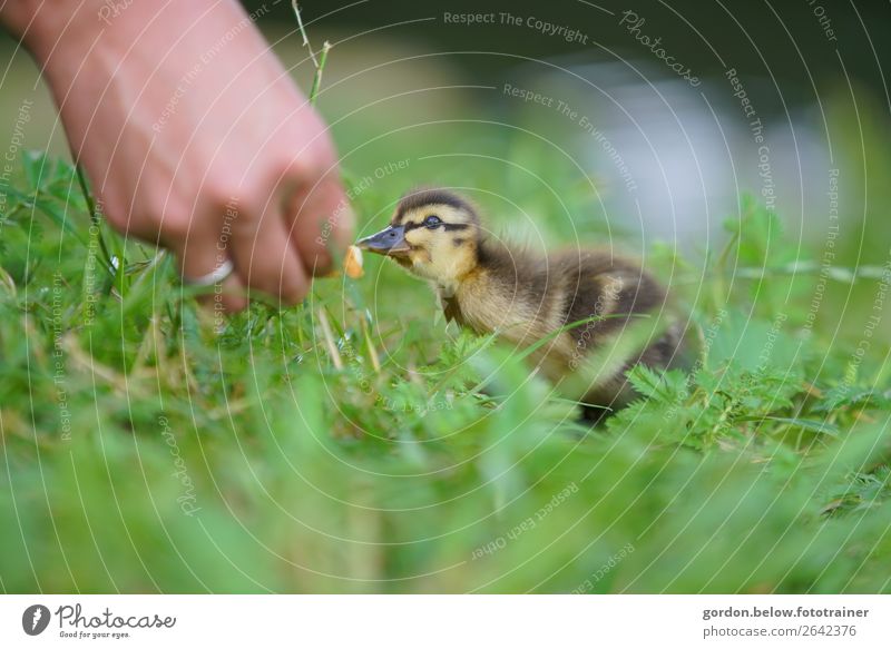 Symbiose Hand 18-30 Jahre Jugendliche Erwachsene Natur Pflanze Tier Gras Blüte Gänsekücken Tierjunges beobachten entdecken blau braun gelb grau grün orange