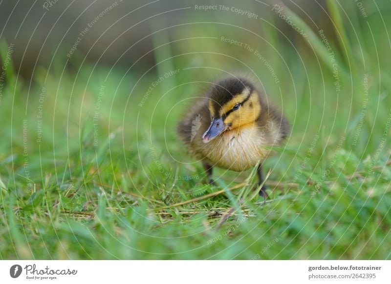 Frisch geschlüpft! Pflanze Tier Frühling Gras Haustier Gänsekücken 1 Tierjunges beobachten entdecken Wärme weich braun gelb grau grün orange schwarz weiß