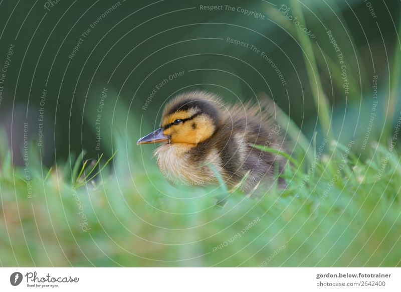 Schutzlos Natur Pflanze Tier Frühling Schönes Wetter Gras Wiese Gänsekücken 1 Tierjunges beobachten Bewegung füttern Duft Gesundheit natürlich niedlich Wärme