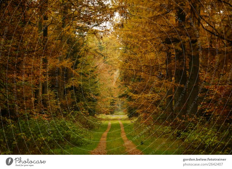 Herbstwege Natur Landschaft Pflanze Erde Sand Himmel Schönes Wetter Baum Gras Sträucher Blatt Wald fantastisch Freundlichkeit positiv braun gelb gold grau grün