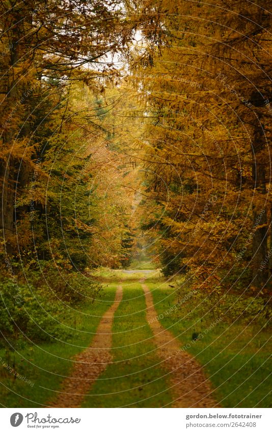 geh diesen Weg Natur Landschaft Pflanze Erde Sand Himmel Sonnenlicht Herbst Schönes Wetter Baum Gras Sträucher Wildpflanze Wald beobachten fantastisch Gefühle