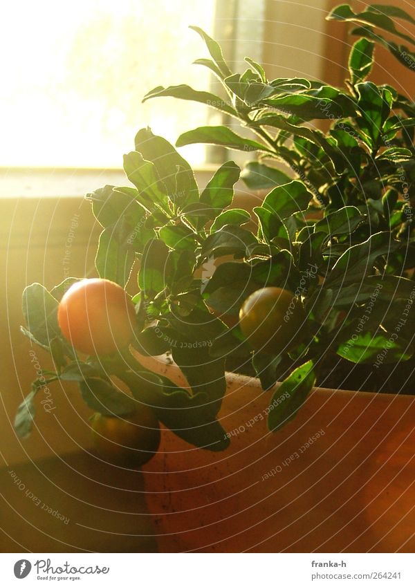 solanum pseudocapsicum Sonnenlicht Pflanze Topfpflanze Korallenbäumchen Fenster Farbfoto Innenaufnahme Tag Gegenlicht Menschenleer Fensterbrett 1