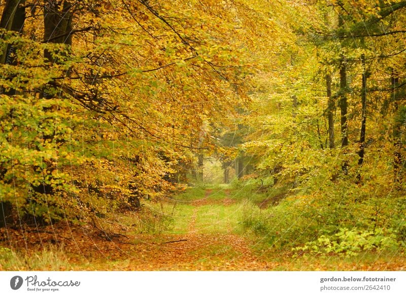 #Herbst/ Waldspaziergang Umwelt Natur Pflanze Urelemente Erde Baum Gras Sträucher Blatt Wildpflanze Menschenleer Sand Holz Erholung außergewöhnlich einzigartig