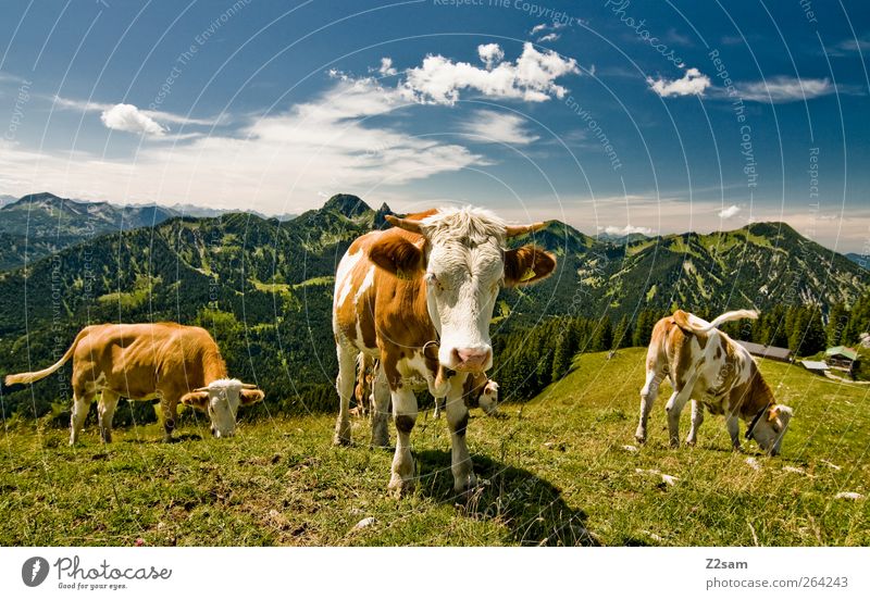 MUHAHA!! Berge u. Gebirge Umwelt Natur Landschaft Himmel Wolken Sommer Wiese Alpen Gipfel Kuh 3 Tier Blick stehen ästhetisch natürlich nachhaltig Bayern Weide