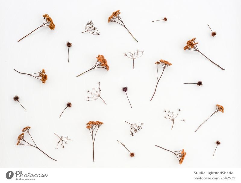 Trockene Disteln und Regenschirmpflanzen auf weißer Leinwand Kräuter & Gewürze elegant Natur Pflanze Herbst Blume einfach natürlich braun Farbe