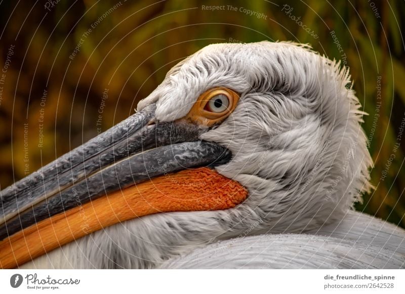 Pelikan Natur Herbst Klimawandel schlechtes Wetter Berlin Deutschland Europa Tier Vogel Tiergesicht 1 orange weiß Wasservogel grimmig Nahaufnahme Zoo Schnabel