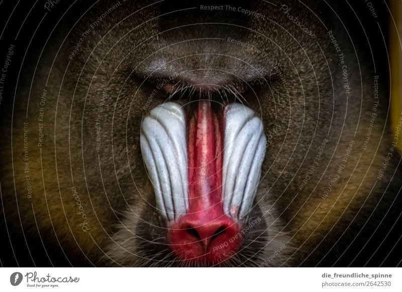 Mandrill Tier Wildtier Zoo Affen Menschenaffen Pavian 1 sitzen ästhetisch außergewöhnlich elegant blau braun rot Kraft Macht Tierliebe Respekt Abenteuer