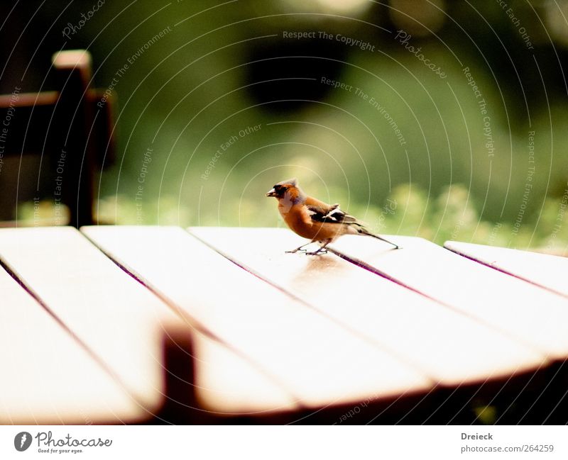 Die "Tischlein deck dich" Lüge Natur Tier Vogel Flügel 1 Kot Holz warten braun mehrfarbig grün Farbfoto Außenaufnahme Tag Schwache Tiefenschärfe