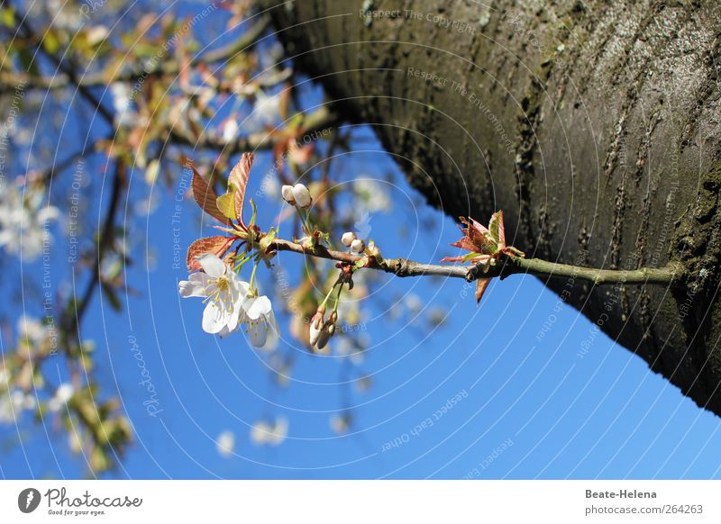 Vorfrühling Frucht Natur Frühling Schönes Wetter Baum Blüte Nutzpflanze Garten Feld Blühend leuchten ästhetisch blau weiß Glück Frühlingsgefühle Optimismus