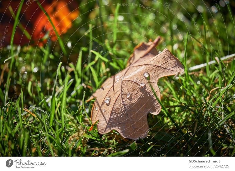 Die schönen Seiten im Herbst Natur Wasser Schönes Wetter Blatt Wiese nass positiv braun grün rot Farbe Umwelt Umweltschutz Verfall Vergänglichkeit