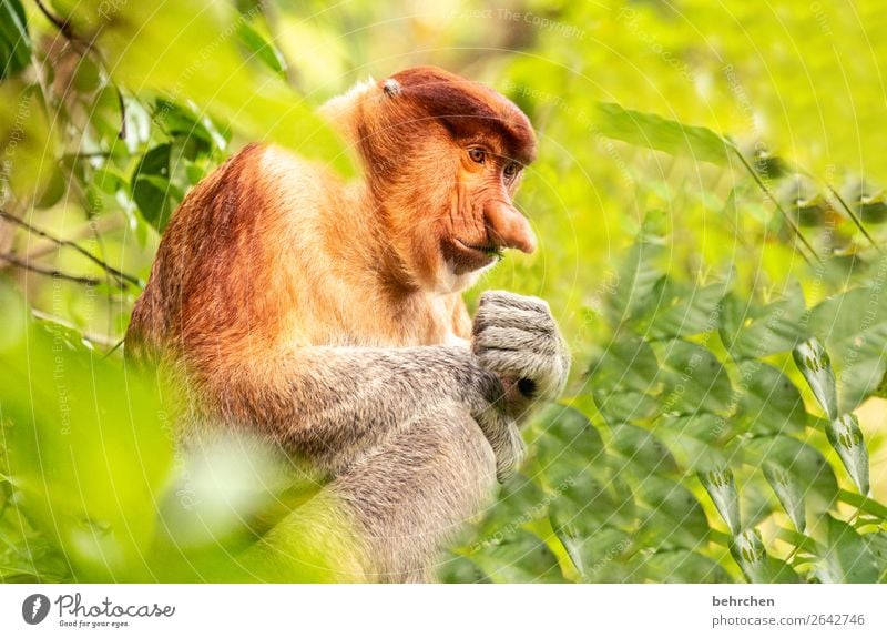 johannes | affe mit großer nase Umweltschutz Asien Sonnenlicht Tierschutz Ferien & Urlaub & Reisen Ferne Abenteuer Ausflug Wildtier Urwald Tourismus Freiheit