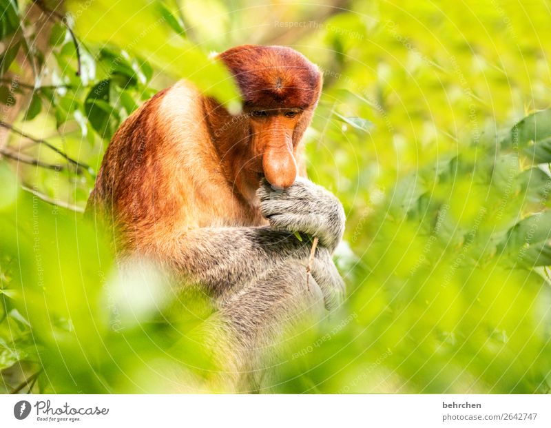 der denker | gedankenspiele Ferien & Urlaub & Reisen Tourismus Ausflug Abenteuer Ferne Freiheit Natur Baum Blatt Urwald Wildtier Tiergesicht Fell Affen