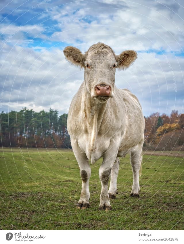 Rind müsste man sein Tier Nutztier Kuh Fell Pfote Fährte 1 Tierjunges beobachten Fressen Rindfleisch Rinderfilet Rinderbraten Rinderhaltung Weide Farbfoto