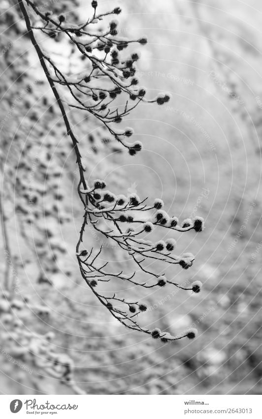 wintermützenkollektion Natur Winter Schnee Zweig Baumfrucht kalt weißnichwasfüreinbaum Schwarzweißfoto Außenaufnahme