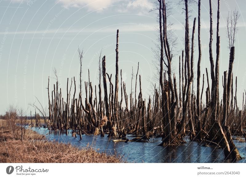 Das Moor hat seine Schuldigkeit getan Moorlandschaft Moorsee Moorwald Vergänglichkeit kahl abgestorben Sumpf Anklamer Stadtbruch Torfmoor Anklamer Torfmoor