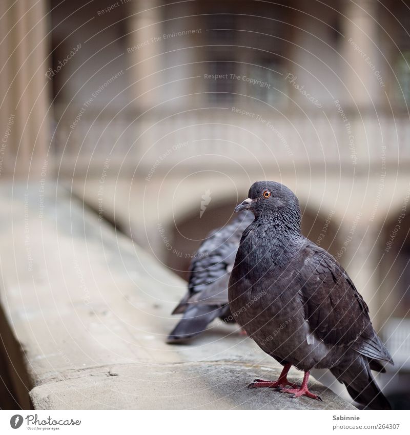 Taubenpause Mauer Wand Fassade Tier Wildtier Vogel Tiergesicht Flügel Feder Schwanz Schnabel Auge 2 blau braun Blick Farbfoto Gedeckte Farben Außenaufnahme