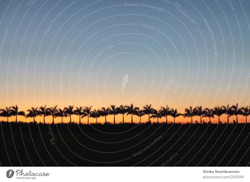 Palmen zählen Ferien & Urlaub & Reisen Tourismus Umwelt Natur Landschaft Pflanze Himmel Wolkenloser Himmel Nachthimmel Horizont Sonnenaufgang Sonnenuntergang