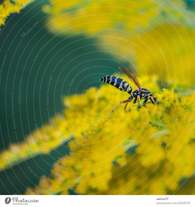 Feldwespe vernascht Goldrute Natur Sommer Pflanze Blume Blüte Kanadische Goldrute Garten Tier Wespen 1 Duft genießen gelb grün Süßwaren Pollen Nektar Kontrast