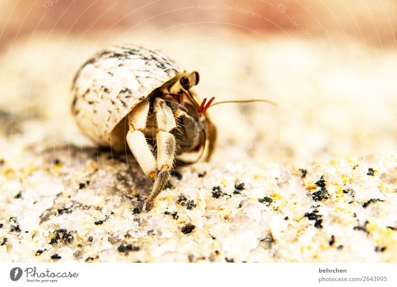 neugierig Ferien & Urlaub & Reisen Tourismus Ausflug Abenteuer Ferne Freiheit Natur Sand Strand Meer Muschel Tiergesicht Auge Fühler Einsiedlerkrebs