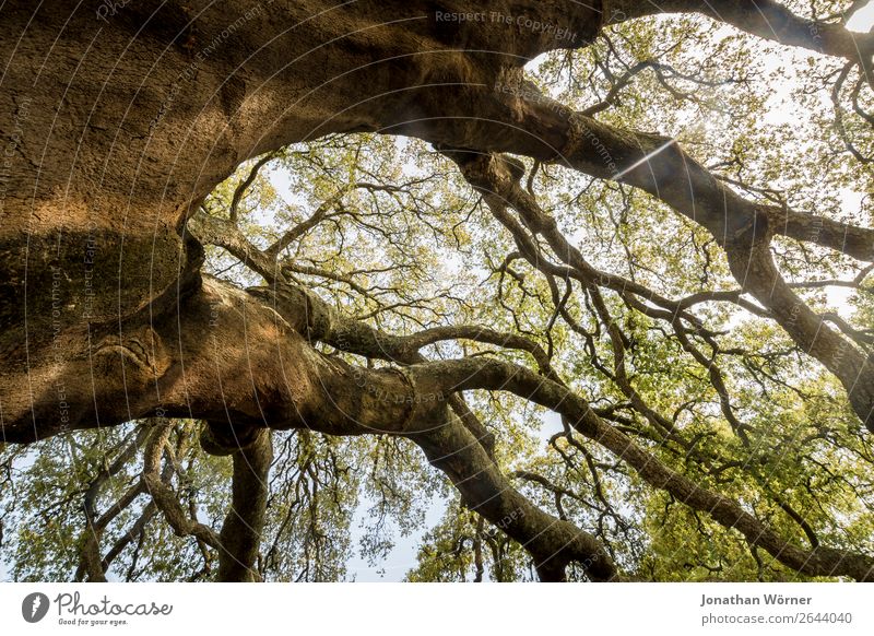 Cork tree Ferien & Urlaub & Reisen Tourismus Ausflug Abenteuer Sommer wandern Umwelt Natur Pflanze Sonnenlicht Frühling Schönes Wetter Baum Korkeiche Park Wald