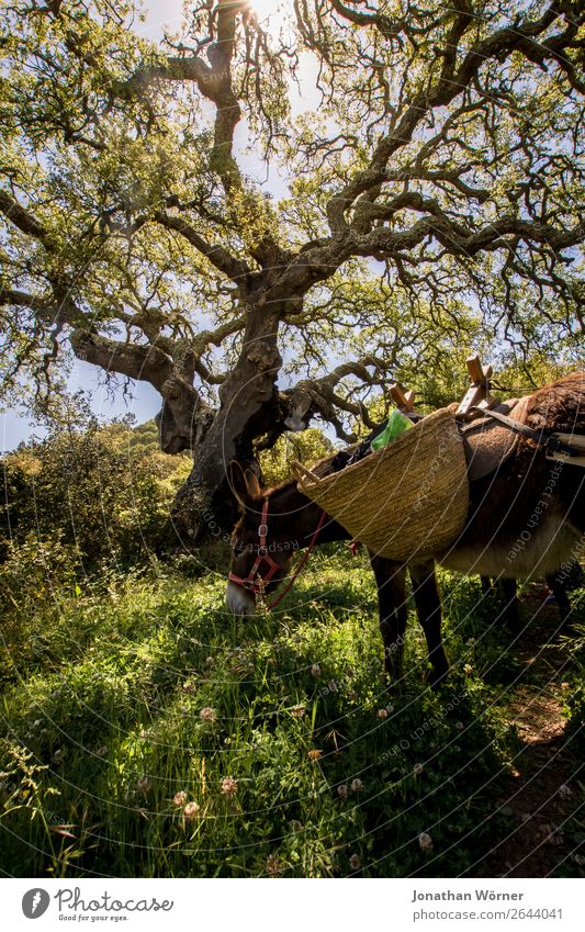 Donkey and cork tree Tourismus Ausflug Abenteuer Sonne wandern Natur Landschaft Pflanze Tier Sonnenlicht Sommer Schönes Wetter Baum Korkeiche Wiese Wald