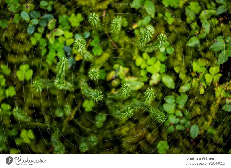 Green forest plants Ausflug wandern Umwelt Natur Pflanze Erde Gras Moos Blatt Grünpflanze Wildpflanze Wald Moor Sumpf Wachstum frisch natürlich grün Farbfoto