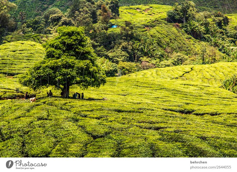 teebaum Ferien & Urlaub & Reisen Tourismus Ausflug Abenteuer Ferne Freiheit Natur Landschaft Pflanze Baum Blatt Nutzpflanze Teepflanze Teeplantage Feld Urwald