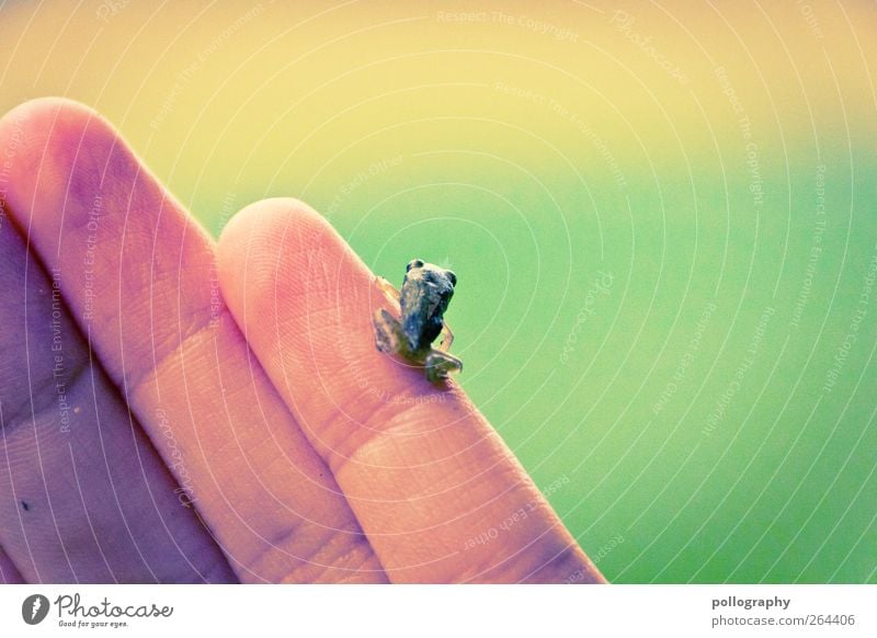 sonnig, evtl. leicht bewölkt, 17°-21°C Hand Finger Natur Tier Sommer Klima Wetter Schönes Wetter Grünpflanze Garten Park Wiese Feld Wildtier Frosch Beratung