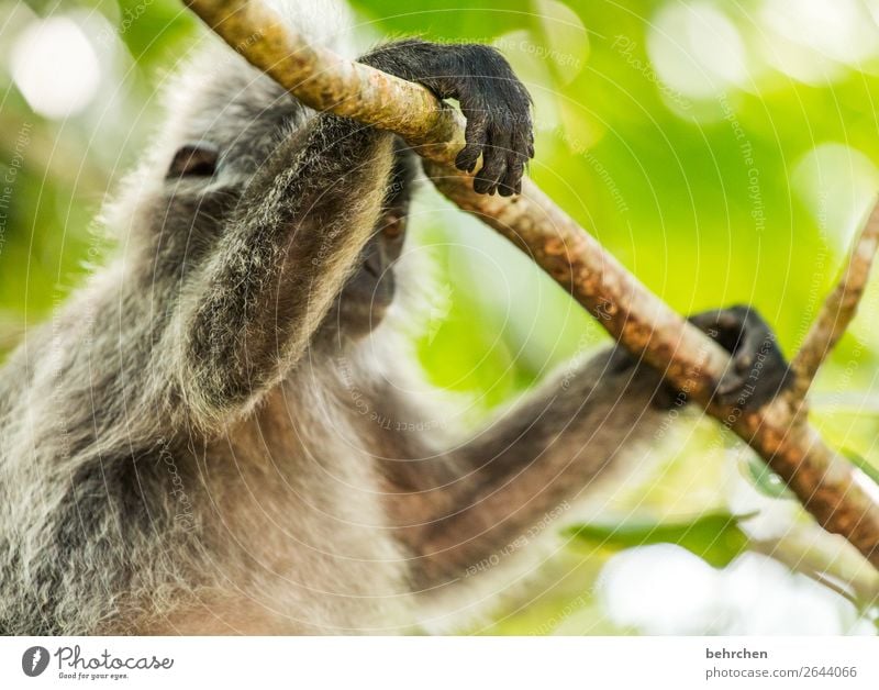 gut abgehangen Ferien & Urlaub & Reisen Tourismus Ausflug Abenteuer Ferne Freiheit Baum Urwald Wildtier Tiergesicht Fell Affen haubenlangur Hand Finger 1