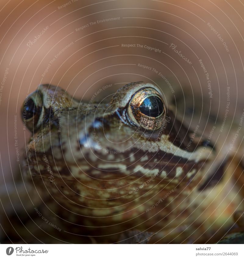 golden eyes Natur Tier Frosch Grasfrosch Amphibie Froschauge 1 beobachten braun Blick Froschperspektive Wachsamkeit Märchen Farbfoto Gedeckte Farben