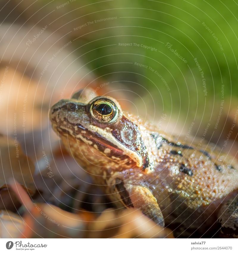 herausragend | Froschaugen Umwelt Natur Erde Herbst Blatt Wald Tier Wildtier Lurch 1 beobachten entdecken sitzen braun grün Farbfoto Außenaufnahme