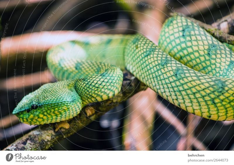 giftig Ferien & Urlaub & Reisen Tourismus Ausflug Abenteuer Ferne Freiheit Wildtier Schlange Tiergesicht grüne viper 1 beobachten Jagd außergewöhnlich exotisch