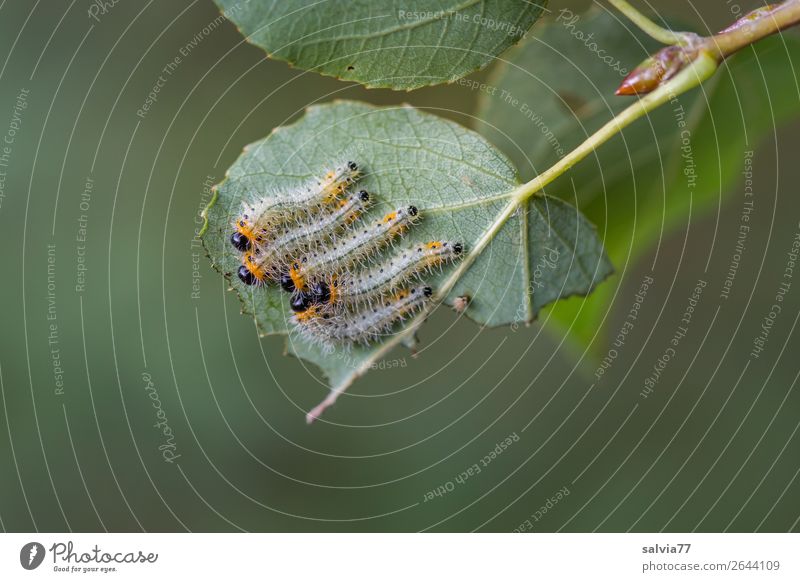 fünf auf einem Blatt Umwelt Natur Pflanze Tier Baum Blattadern Blattunterseite Wald Raupe Tiergruppe Fressen frisch klein saftig grün Schutz Schädlinge Pappeln