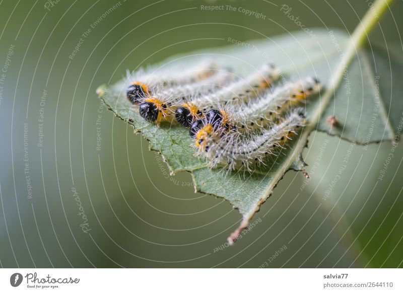 gemeinsam chillen Umwelt Natur Pflanze Blatt Tier Insekt Larve Tiergruppe Fressen genießen Pause Wachstum Wandel & Veränderung Raupe mehrere Farbfoto