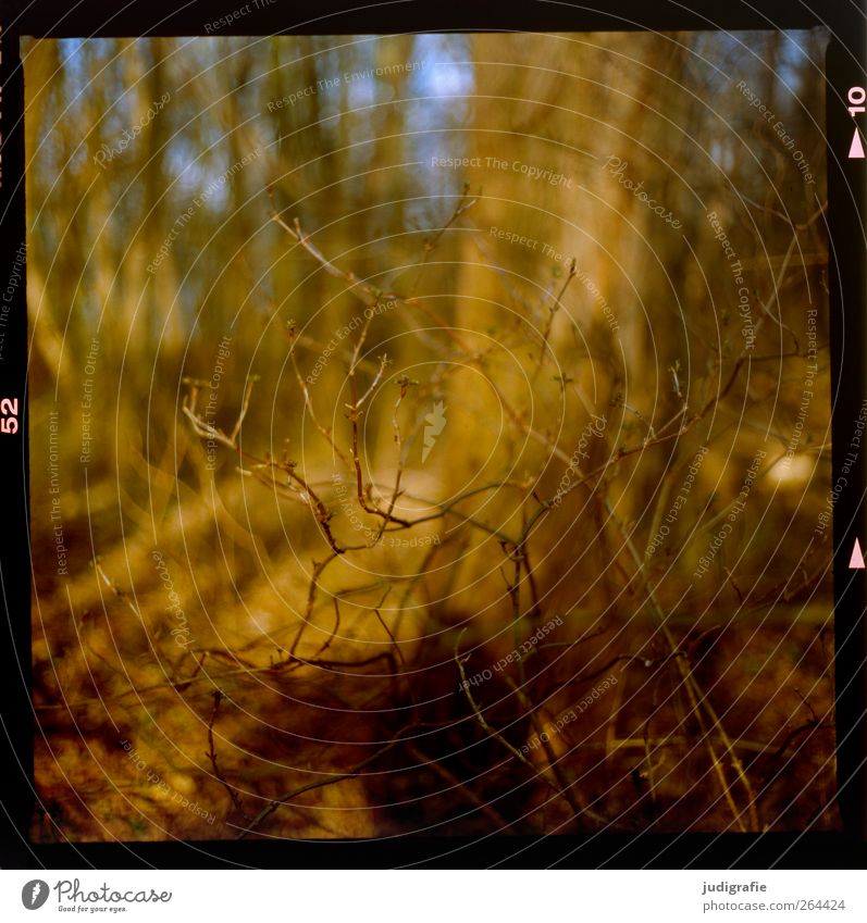 Wald Umwelt Natur Landschaft Pflanze Klima Baum Sträucher Wachstum Wärme wild braun Stimmung Farbfoto Außenaufnahme Menschenleer Tag