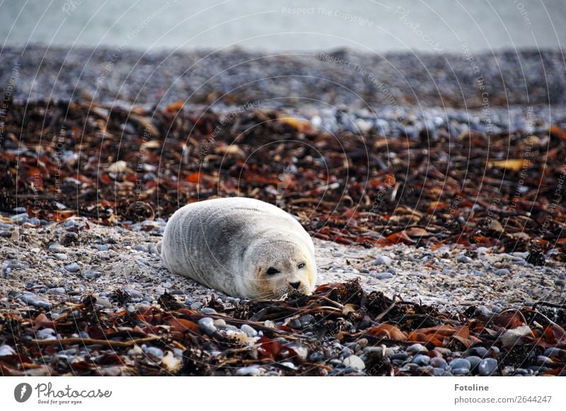 müde Umwelt Natur Landschaft Tier Urelemente Erde Wasser Winter Küste Strand Nordsee Meer Insel Wildtier Fell 1 frei hell nah nass natürlich weich braun grau