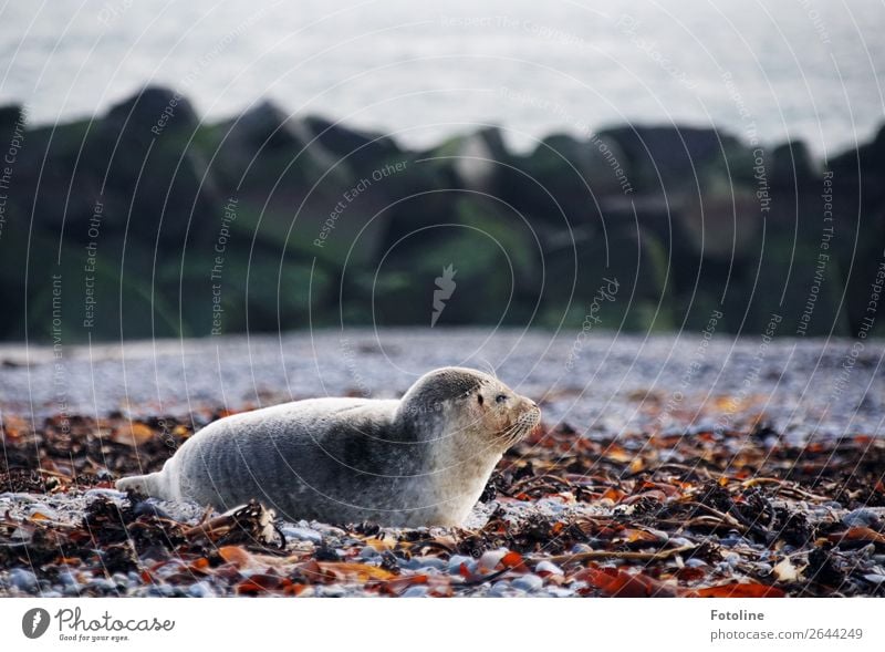 Helgoland Tier Wildtier Fell 1 frei hell kalt nah nass natürlich grau Robben liegen Kegelrobbe Säugetier Landraubtier Farbfoto mehrfarbig Außenaufnahme