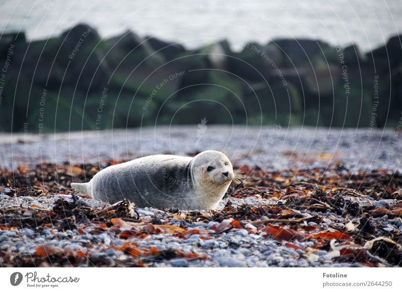 rumlümmeln Umwelt Natur Landschaft Tier Urelemente Erde Winter Küste Strand Nordsee Meer Insel Wildtier Tiergesicht Fell 1 frei hell nah maritim nass natürlich