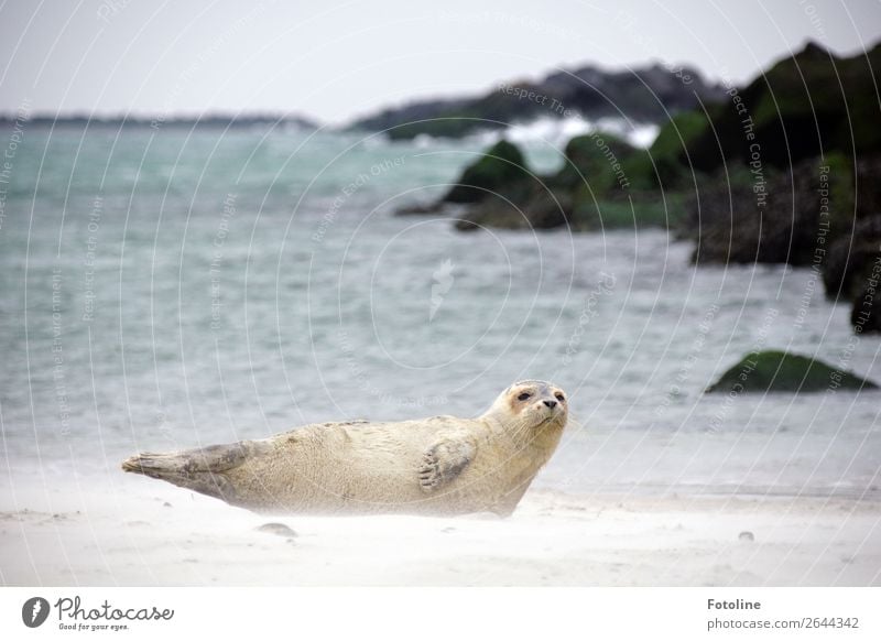 im Sandsturm Umwelt Natur Landschaft Tier Urelemente Erde Wasser Himmel Winter Wellen Küste Nordsee Meer Wildtier Tiergesicht Fell 1 frei hell nah maritim nass