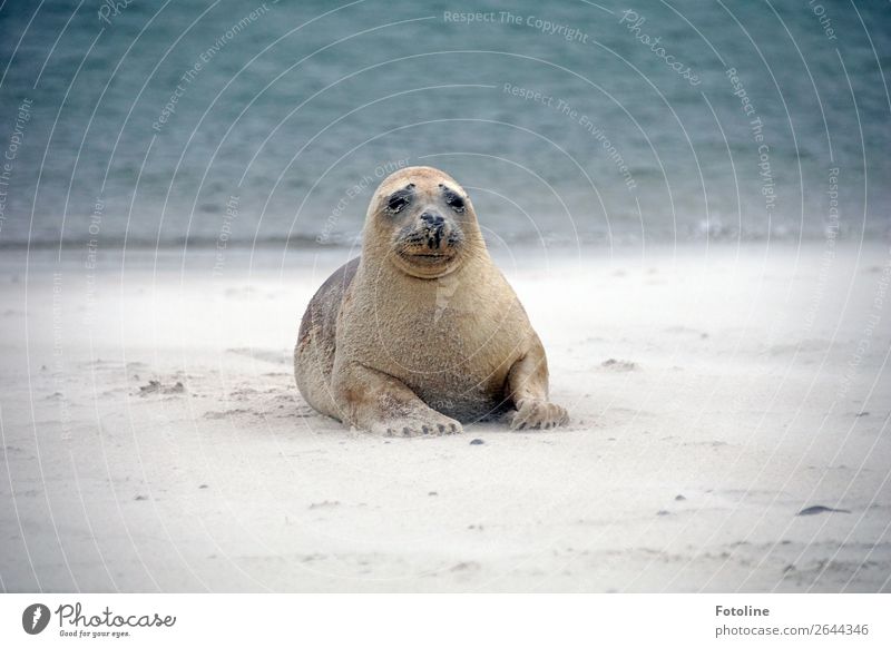 Robbenyoga Umwelt Natur Landschaft Tier Urelemente Erde Sand Wasser Winter Küste Strand Nordsee Meer Insel Wildtier Tiergesicht Fell 1 frei hell nah nass