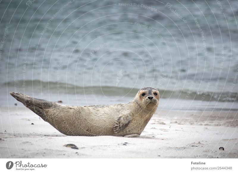 Robbi Umwelt Natur Landschaft Tier Urelemente Erde Sand Wasser Winter Wellen Küste Strand Nordsee Meer Insel Wildtier Tiergesicht Fell 1 frei hell nah maritim