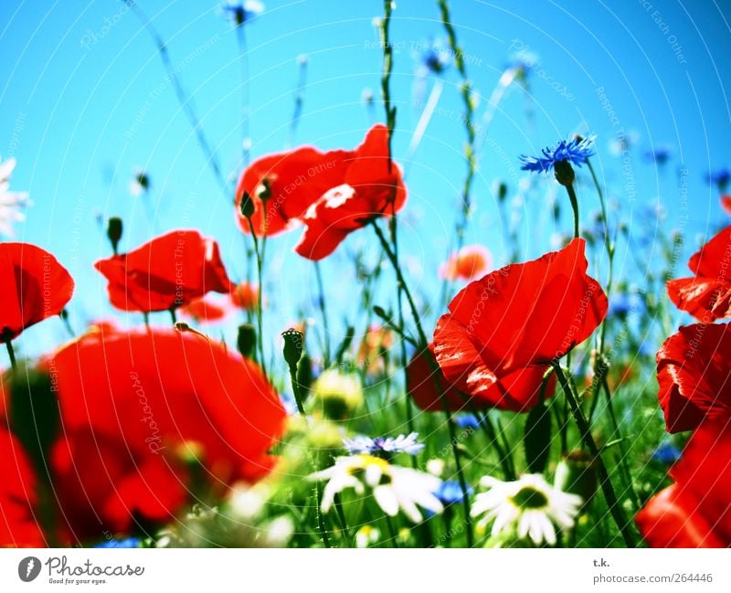 Mohnlandschaft Natur Pflanze Wolkenloser Himmel Sonnenlicht Sommer Schönes Wetter Blume Blüte Mohnfeld Kornblume Margerite Wiese Blühend Duft hell natürlich