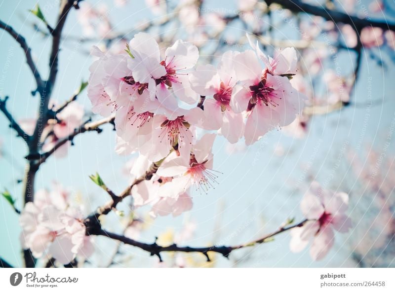 Mandelmus und Leichtigkeit Umwelt Natur Pflanze Himmel Frühling Blume Blüte exotisch Mandelblüte Blühend Duft schön blau rosa Frühlingsgefühle einzigartig