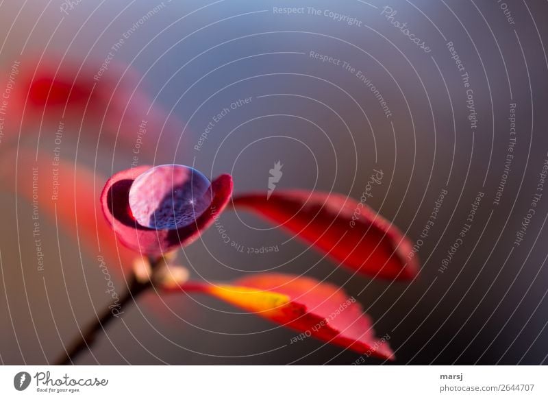 Herbsttröpchen Leben harmonisch ruhig Meditation Wassertropfen Pflanze Blatt Herbstlaub Tropfen leuchten einfach elegant frisch glänzend klein natürlich